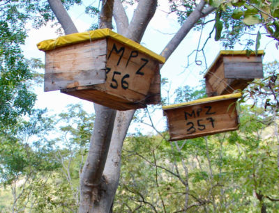 The Tree That’s Changing Everything for Small-Scale Farmers in Zambia